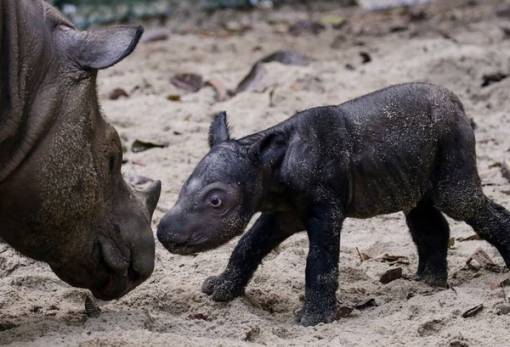 Γεννήθηκε σπάνιος θηλυκός ρινόκερος της Σουμάτρας