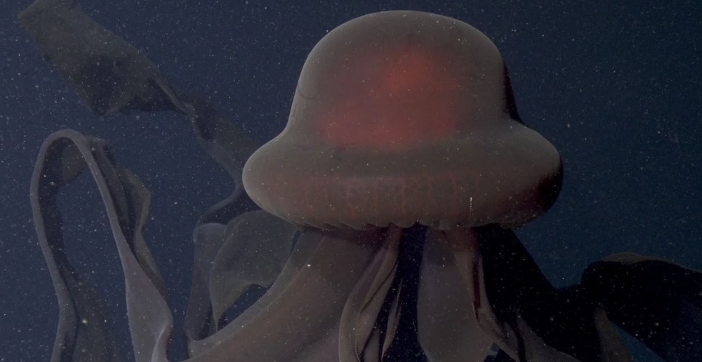 &Gamma;&iota;&gamma;ά&nu;&tau;&iota;&alpha; &mu;έ&delta;&omicron;&upsilon;&sigma;&alpha; &alpha;&psi;&eta;&phi;ά &tau;&alpha; ό&rho;&iota;&alpha; &tau;&omicron;&upsilon; &beta;&alpha;&theta;ύ &omega;&kappa;&epsilon;&alpha;&nu;&omicron;ύ