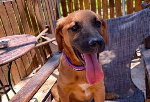 Χνουδωτές διαδρομές: Ο Νέμο ψάχνει σπίτι!