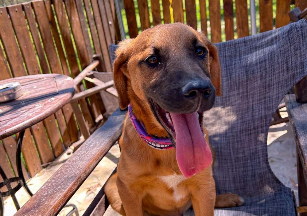 &Chi;&nu;&omicron;&upsilon;&delta;&omega;&tau;έ&sigmaf; &delta;&iota;&alpha;&delta;&rho;&omicron;&mu;έ&sigmaf;: &Omicron; &Nu;έ&mu;&omicron; &psi;ά&chi;&nu;&epsilon;&iota; &sigma;&pi;ί&tau;&iota;!