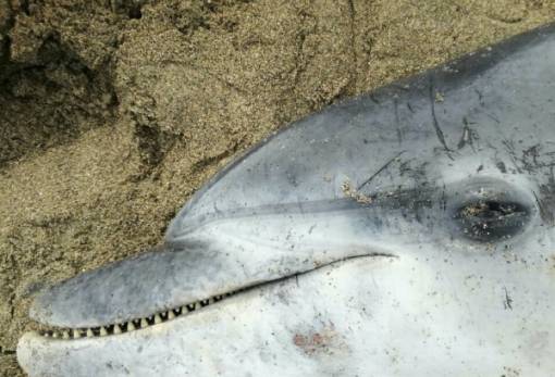 Ρινοδέλφινο εκβράστηκε νεκρό σε παραλία της Νεάπολης