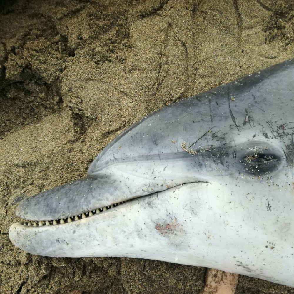 &Rho;&iota;&nu;&omicron;&delta;έ&lambda;&phi;&iota;&nu;&omicron; &epsilon;&kappa;&beta;&rho;ά&sigma;&tau;&eta;&kappa;&epsilon; &nu;&epsilon;&kappa;&rho;ό &sigma;&epsilon; &pi;&alpha;&rho;&alpha;&lambda;ί&alpha; &tau;&eta;&sigmaf; &Nu;&epsilon;ά&pi;&omicron;&lambda;&eta;&sigmaf;