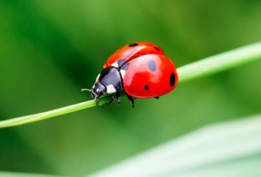Τα παιδιά ανακαλύπτουν την «Οικολογία των εντόμων» στη Δημόσια Ρουμάνειο Βιβλιοθήκη Μολάων