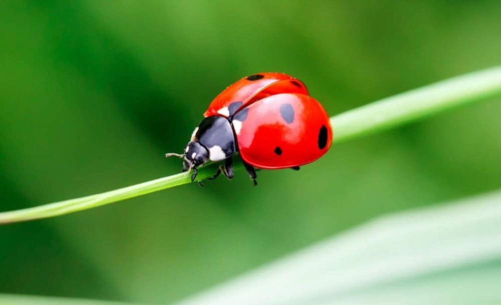 &Tau;&alpha; &pi;&alpha;&iota;&delta;&iota;ά &alpha;&nu;&alpha;&kappa;&alpha;&lambda;ύ&pi;&tau;&omicron;&upsilon;&nu; &tau;&eta;&nu; &laquo;&Omicron;&iota;&kappa;&omicron;&lambda;&omicron;&gamma;ί&alpha; &tau;&omega;&nu; &epsilon;&nu;&tau;ό&mu;&omega;&nu;&raquo; &sigma;&tau;&eta; &Delta;&eta;&mu;ό&sigma;&iota;&alpha; &Rho;&omicron;&upsilon;&mu;ά&nu;&epsilon;&iota;&omicron; &Beta;&iota;&beta;&lambda;&iota;&omicron;&theta;ή&kappa;&eta; &Mu;&omicron;&lambda;ά&omega;&nu;