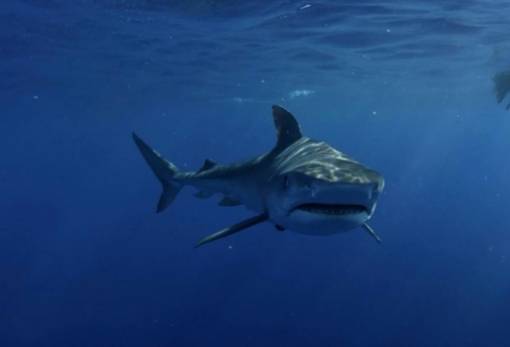 Καρχαρίες: Τα δαγκώματα από «ένστικτο επιβίωσης»