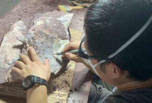 Τα πρώτα απολιθώματα δεινοσαύρου στην ιστορία του ανακάλυψε το Χονγκ Κονγκ