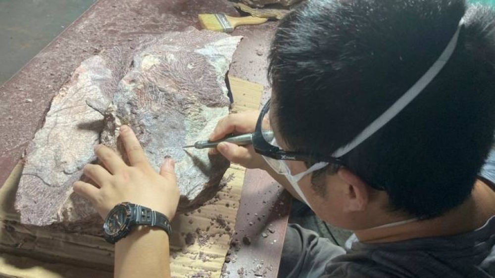 &Tau;&alpha; &pi;&rho;ώ&tau;&alpha; &alpha;&pi;&omicron;&lambda;&iota;&theta;ώ&mu;&alpha;&tau;&alpha; &delta;&epsilon;&iota;&nu;&omicron;&sigma;&alpha;ύ&rho;&omicron;&upsilon; &sigma;&tau;&eta;&nu; &iota;&sigma;&tau;&omicron;&rho;ί&alpha; &tau;&omicron;&upsilon; &alpha;&nu;&alpha;&kappa;ά&lambda;&upsilon;&psi;&epsilon; &tau;&omicron; &Chi;&omicron;&nu;&gamma;&kappa; &Kappa;&omicron;&nu;&gamma;&kappa;