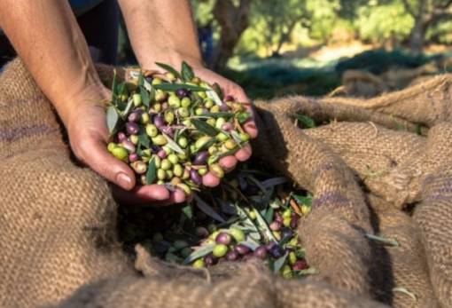 Παράταση προθεσμίας υποβολής αιτημάτων για τη μετάκληση εργατών γης