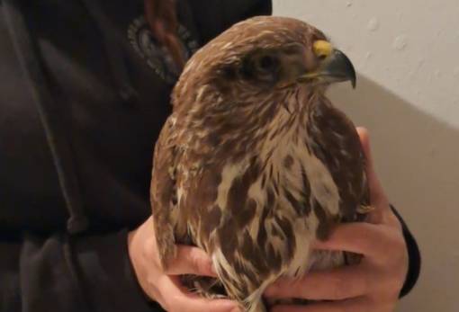 Η άλλη όψη της Λακωνικής υπαίθρου: Γεράκια και άγρια ζωή σε διαρκή κίνδυνο