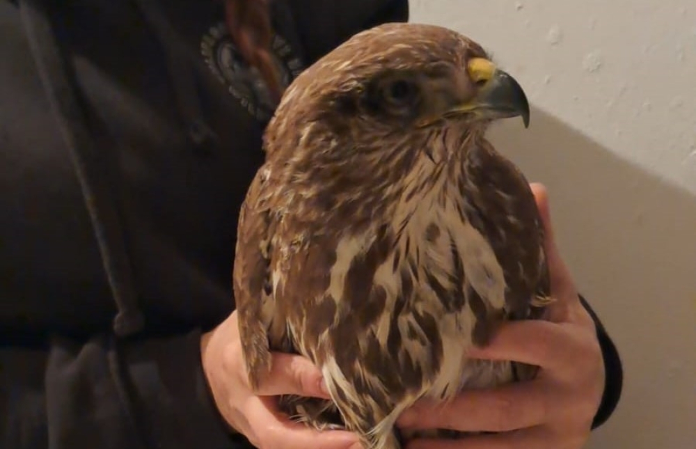 &Eta; ά&lambda;&lambda;&eta; ό&psi;&eta; &tau;&eta;&sigmaf; &Lambda;&alpha;&kappa;&omega;&nu;&iota;&kappa;ή&sigmaf; &upsilon;&pi;&alpha;ί&theta;&rho;&omicron;&upsilon;: &Gamma;&epsilon;&rho;ά&kappa;&iota;&alpha; &kappa;&alpha;&iota; ά&gamma;&rho;&iota;&alpha; &zeta;&omega;ή &sigma;&epsilon; &delta;&iota;&alpha;&rho;&kappa;ή &kappa;ί&nu;&delta;&upsilon;&nu;&omicron;