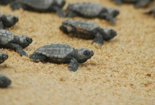 Καταγράφηκε ρεκόρ χελώνας που γεννά επί 36 χρόνια στη Ζάκυνθο