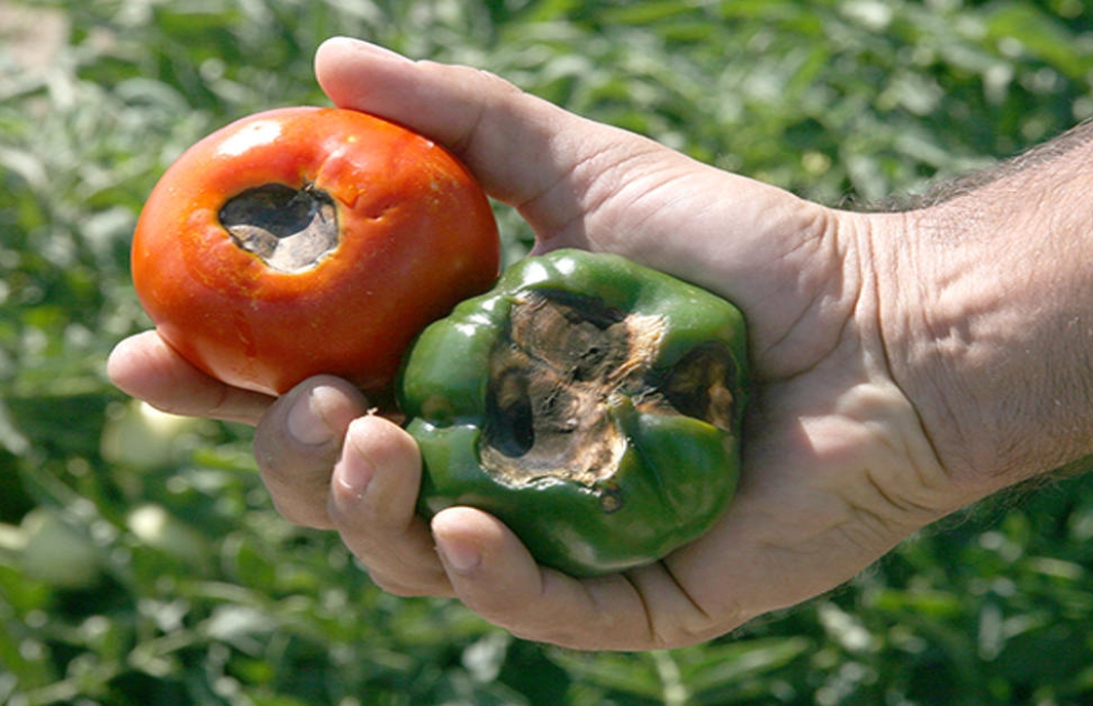 &Epsilon;&xi;ά&pi;&lambda;&omega;&sigma;&eta; &tau;&eta;&sigmaf; &kappa;&alpha;&sigma;&tau;&alpha;&nu;ή&sigmaf; &rho;&upsilon;&tau;ί&delta;&omega;&sigma;&eta;&sigmaf; &tau;&omicron;&mu;ά&tau;&alpha;&sigmaf; &sigma;&tau;&eta;&nu; &Epsilon;&Epsilon;