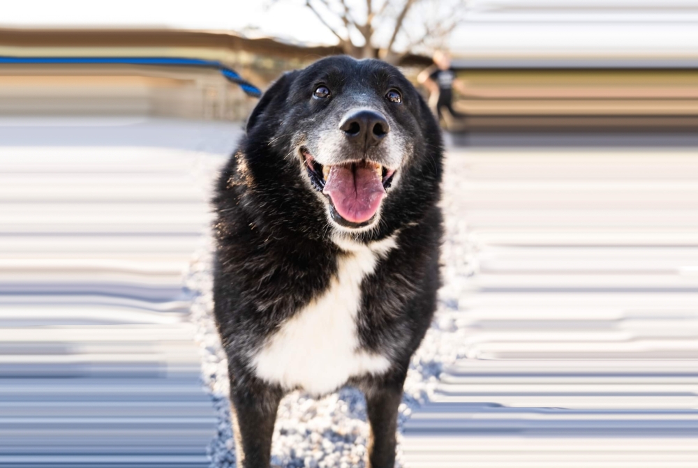 &Chi;&nu;&omicron;&upsilon;&delta;&omega;&tau;έ&sigmaf; &Delta;&iota;&alpha;&delta;&rho;&omicron;&mu;έ&sigmaf;: &Omicron; &Pi;&iota;&gamma;&kappa;&omicron;&upsilon;ί&nu;&omicron;&sigmaf; &pi;&epsilon;&rho;&iota;&mu;έ&nu;&epsilon;&iota; &tau;&omicron; &pi;&alpha;&nu;&tau;&omicron;&tau;&iota;&nu;ό &tau;&omicron;&upsilon; &sigma;&pi;ί&tau;&iota; &sigma;&tau;&omicron; &Kappa;&alpha;&tau;&alpha;&phi;ύ&gamma;&iota;&omicron; &Zeta;ώ&omega;&nu; &Sigma;&pi;ά&rho;&tau;&eta;&sigmaf;
