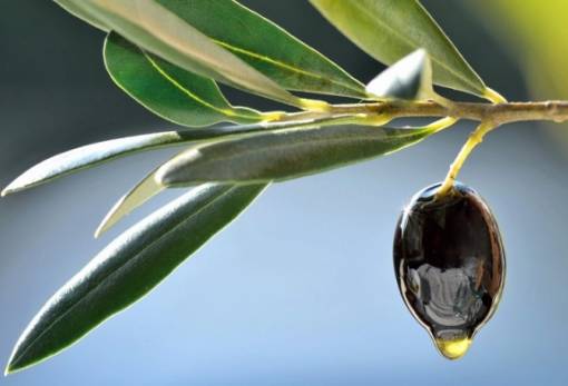 ΑΕΙ ελαιοκομίας με έδρα Λακωνία