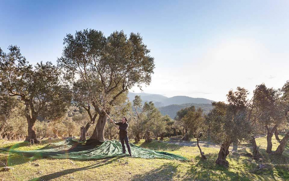 &Zeta;&omega;&tau;&iota;&kappa;ή&sigmaf; &sigma;&eta;&mu;&alpha;&sigma;ί&alpha;&sigmaf; &eta; &alpha;&nu;ά&pi;&tau;&upsilon;&xi;&eta; ά&mu;&epsilon;&sigma;&omega;&nu; &mu;έ&tau;&rho;&omega;&nu; &sigma;&tau;ή&rho;&iota;&xi;&eta;&sigmaf; &tau;&omega;&nu; &epsilon;&lambda;&alpha;&iota;&omicron;&pi;&alpha;&rho;&alpha;&gamma;&omega;&gamma;ώ&nu; &kappa;&alpha;&iota; &tau;&eta;&sigmaf; &epsilon;&lambda;&alpha;&iota;&omicron;&pi;&alpha;&rho;&alpha;&gamma;&omega;&gamma;ή&sigmaf;