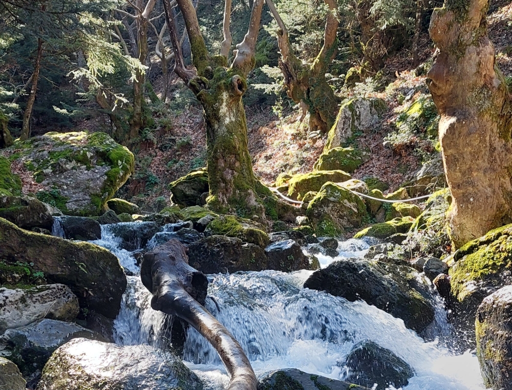 &Lambda;&alpha;&kappa;&epsilon;-&Delta;&alpha;&iota;&mu;&omicron;&nu;&iota;&kappa;ά: &Alpha;&kappa;&omicron;&lambda;&omicron;&upsilon;&theta;ώ&nu;&tau;&alpha;&sigmaf; &tau;&alpha; &mu;&omicron;&nu;&omicron;&pi;ά&tau;&iota;&alpha; &tau;&omega;&nu; &lambda;&alpha;&kappa;&omega;&nu;&iota;&kappa;ώ&nu; &theta;&rho;ύ&lambda;&omega;&nu;