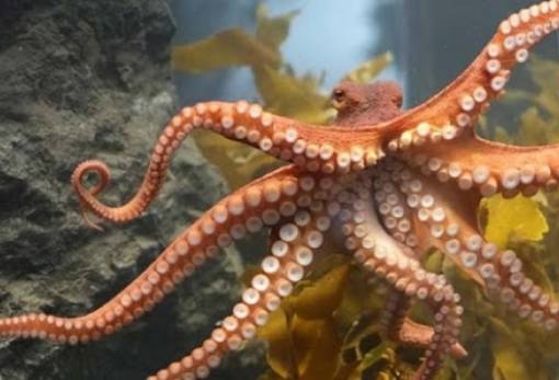 Τα πλοκάμια των χταποδιών έχουν αίσθηση της γεύσης