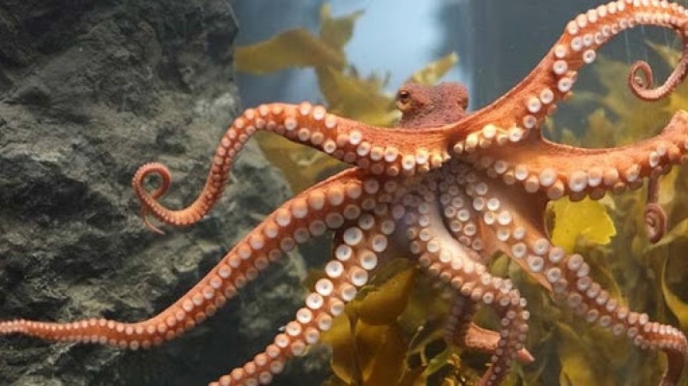 &Tau;&alpha; &pi;&lambda;&omicron;&kappa;ά&mu;&iota;&alpha; &tau;&omega;&nu; &chi;&tau;&alpha;&pi;&omicron;&delta;&iota;ώ&nu; έ&chi;&omicron;&upsilon;&nu; &alpha;ί&sigma;&theta;&eta;&sigma;&eta; &tau;&eta;&sigmaf; &gamma;&epsilon;ύ&sigma;&eta;&sigmaf;