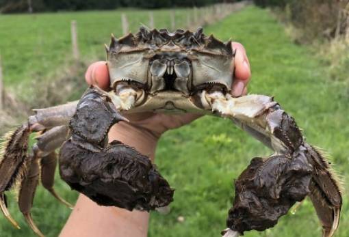 Εκατομμύρια ξενόφερτα καβούρια εισβάλλουν στην Ευρώπη