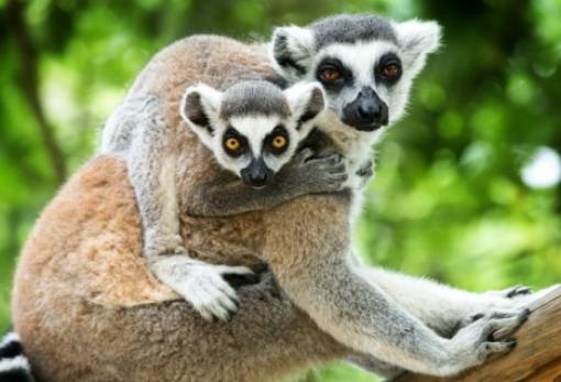 Με εξαφάνιση απειλούνται σχεδόν όλοι οι λεμούριοι  και τα μισά πρωτεύοντα της Αφρικής