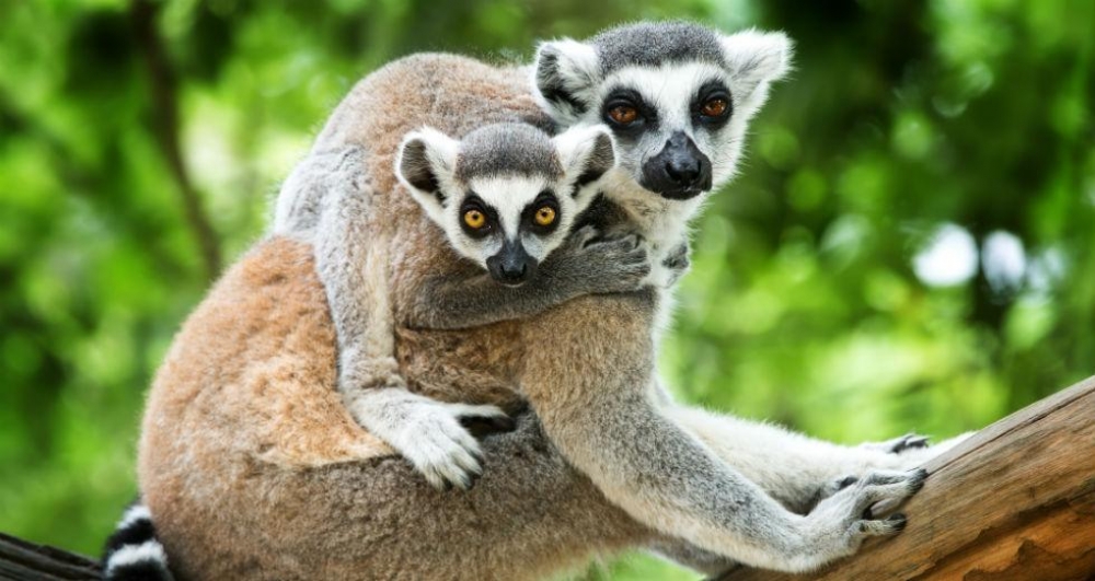 &Mu;&epsilon; &epsilon;&xi;&alpha;&phi;ά&nu;&iota;&sigma;&eta; &alpha;&pi;&epsilon;&iota;&lambda;&omicron;ύ&nu;&tau;&alpha;&iota; &sigma;&chi;&epsilon;&delta;ό&nu; ό&lambda;&omicron;&iota; &omicron;&iota; &lambda;&epsilon;&mu;&omicron;ύ&rho;&iota;&omicron;&iota;  &kappa;&alpha;&iota; &tau;&alpha; &mu;&iota;&sigma;ά &pi;&rho;&omega;&tau;&epsilon;ύ&omicron;&nu;&tau;&alpha; &tau;&eta;&sigmaf; &Alpha;&phi;&rho;&iota;&kappa;ή&sigmaf;