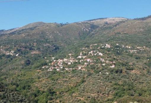 Αγέλη άγριων ζώων κατασπάραξε κοπάδι στον Ταΰγετο