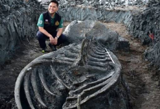 «Παράθυρο στο παρελθόν» ο σκελετός φάλαινας 5.000 ετών στην Ταϊλάνδη