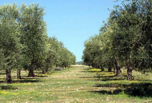 Υποβολή δηλώσεων Ειδικής Ασφαλιστικής Εισφοράς Δακοκτονίας