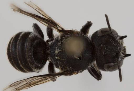 «Λούσιφερ»: Νέο είδος μέλισσας με... διαβολική όψη