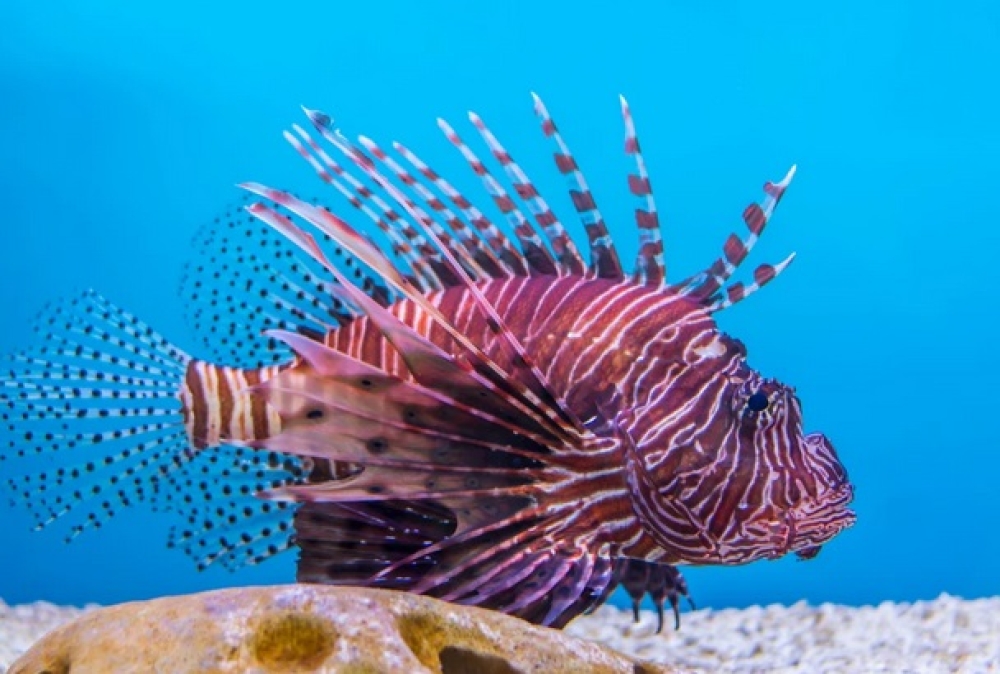 &Epsilon;&lambda;&alpha;&phi;ό&nu;&eta;&sigma;&omicron;&sigmaf; &alpha;&nu;&tau;&iota;&sigma;&tau;(Eco)&mu;&epsilon;&nu;&eta; &sigma;&tau;&omicron;&nu; &theta;&alpha;&lambda;ά&sigma;&sigma;&iota;&omicron; &epsilon;&chi;&theta;&rho;ό