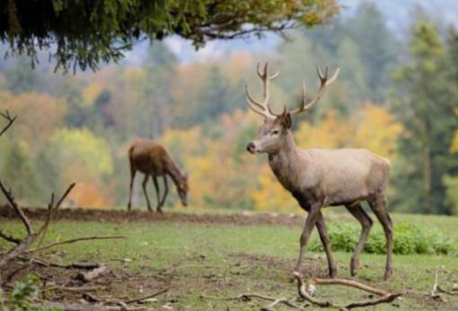 Ο «Κόκκινος Κατάλογος» «ασπίδα» προστασίας για 17.000 ζώα και φυτά