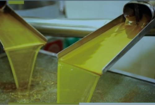 Δύσκολη εξίσωση με αστάθμητους παράγοντες για τα ελαιοτριβεία