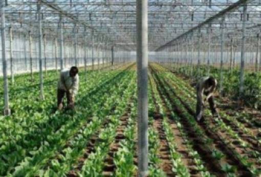 Καθορίσθηκε ο ανώτατος αριθμός εργατών γης ανά καλλιέργεια και τομέα από Τρίτες Χώρες για το 2026