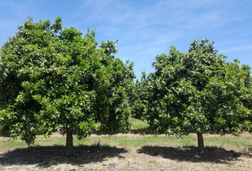 Έγινε η αυτοψία για την ακαρπία εσπεριδοειδών στο Δ. Μονεμβασίας