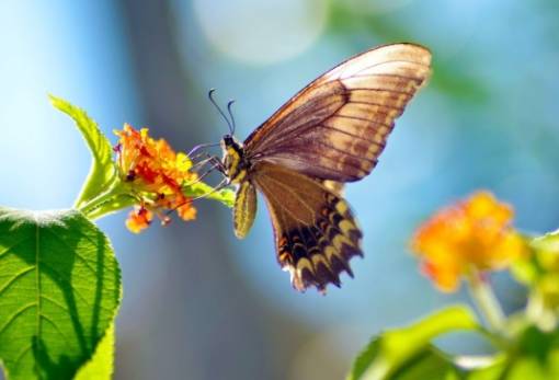 Ανησυχητική η μείωση του πληθυσμού ειδών πεταλούδας