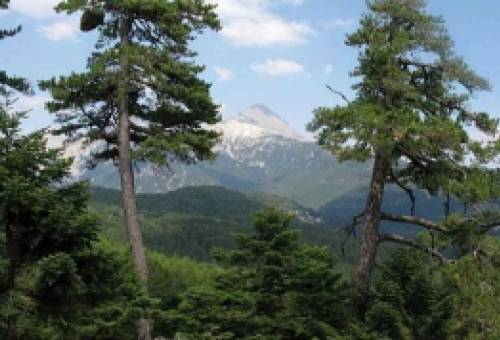 Αναφορά πολίτη για την πυροπροστασία του Βασιλακίου