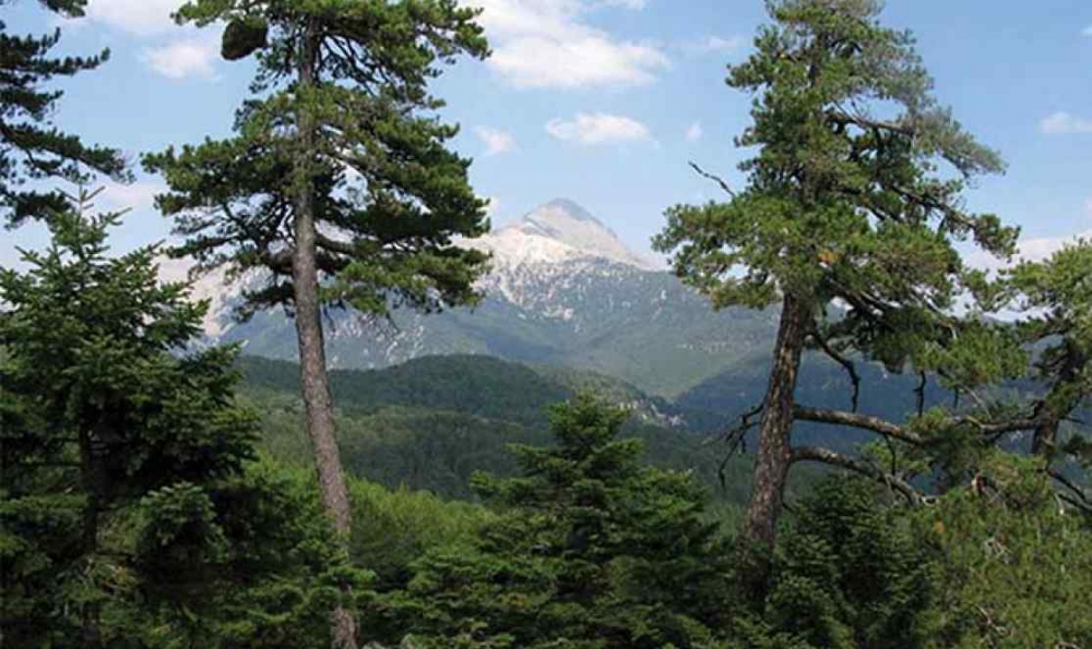 &Alpha;&nu;&alpha;&phi;&omicron;&rho;ά &pi;&omicron;&lambda;ί&tau;&eta; &gamma;&iota;&alpha; &tau;&eta;&nu; &pi;&upsilon;&rho;&omicron;&pi;&rho;&omicron;&sigma;&tau;&alpha;&sigma;ί&alpha; &tau;&omicron;&upsilon; &Beta;&alpha;&sigma;&iota;&lambda;&alpha;&kappa;ί&omicron;&upsilon;