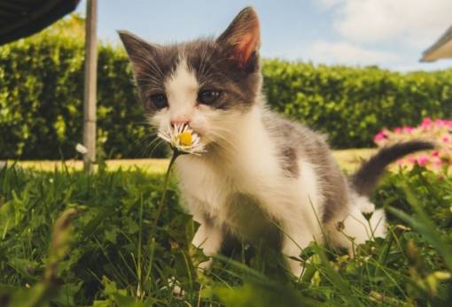 Χνουδωτές διαδρομές: Γάτα και άνοιξη