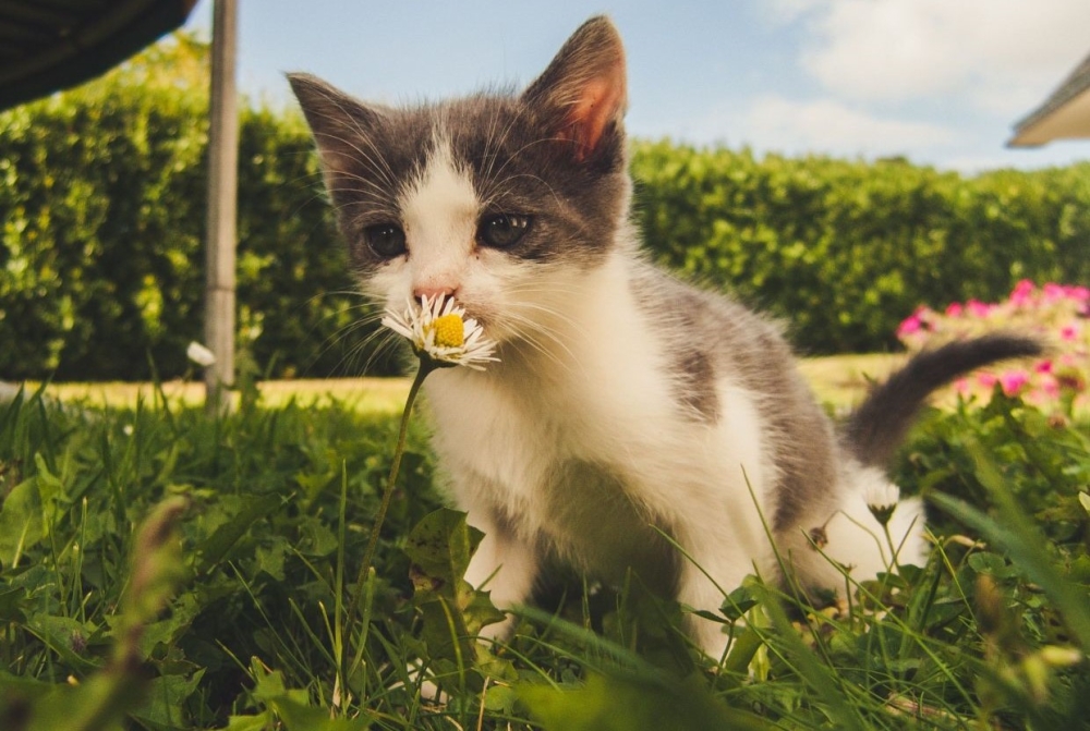 &Chi;&nu;&omicron;&upsilon;&delta;&omega;&tau;έ&sigmaf; &delta;&iota;&alpha;&delta;&rho;&omicron;&mu;έ&sigmaf;: &Gamma;ά&tau;&alpha; &kappa;&alpha;&iota; ά&nu;&omicron;&iota;&xi;&eta;