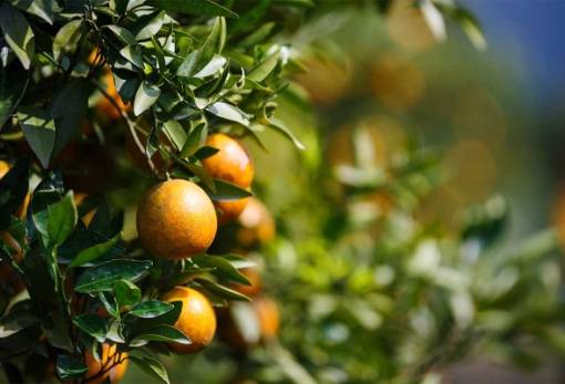 Στη Βουλή από Βελόπουλο η μικροκαρπία εσπεριδοειδών στον Δ. Μονεμβασίας