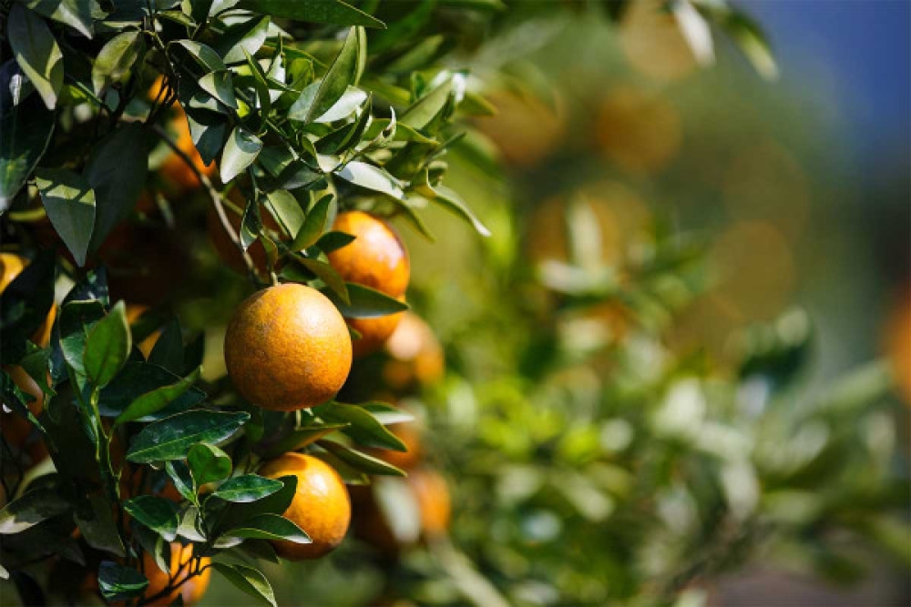 &Sigma;&tau;&eta; &Beta;&omicron;&upsilon;&lambda;ή &alpha;&pi;ό &Beta;&epsilon;&lambda;ό&pi;&omicron;&upsilon;&lambda;&omicron; &eta; &mu;&iota;&kappa;&rho;&omicron;&kappa;&alpha;&rho;&pi;ί&alpha; &epsilon;&sigma;&pi;&epsilon;&rho;&iota;&delta;&omicron;&epsilon;&iota;&delta;ώ&nu; &sigma;&tau;&omicron;&nu; &Delta;. &Mu;&omicron;&nu;&epsilon;&mu;&beta;&alpha;&sigma;ί&alpha;&sigmaf;