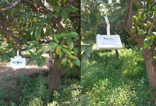 Επιχείρηση καταπολέμησης του Bactrocera zonata στη Λακωνία