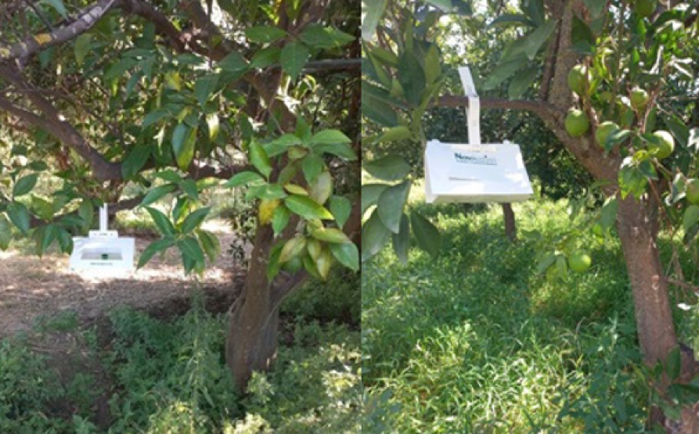 &Epsilon;&pi;&iota;&chi;&epsilon;ί&rho;&eta;&sigma;&eta; &kappa;&alpha;&tau;&alpha;&pi;&omicron;&lambda;έ&mu;&eta;&sigma;&eta;&sigmaf; &tau;&omicron;&upsilon; Bactrocera zonata &sigma;&tau;&eta; &Lambda;&alpha;&kappa;&omega;&nu;ί&alpha;