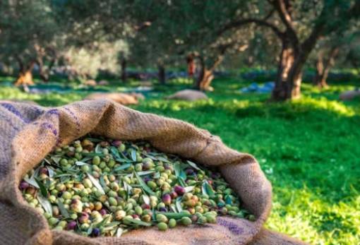 Ν. Γρηγοράκου: Προβλήματα στην ψηφιακή διακίνηση ελαιοκάρπου στη Λακωνία