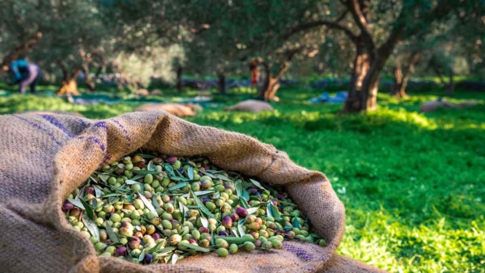 &Nu;. &Gamma;&rho;&eta;&gamma;&omicron;&rho;ά&kappa;&omicron;&upsilon;: &Pi;&rho;&omicron;&beta;&lambda;ή&mu;&alpha;&tau;&alpha; &sigma;&tau;&eta;&nu; &psi;&eta;&phi;&iota;&alpha;&kappa;ή &delta;&iota;&alpha;&kappa;ί&nu;&eta;&sigma;&eta; &epsilon;&lambda;&alpha;&iota;&omicron;&kappa;ά&rho;&pi;&omicron;&upsilon; &sigma;&tau;&eta; &Lambda;&alpha;&kappa;&omega;&nu;ί&alpha;