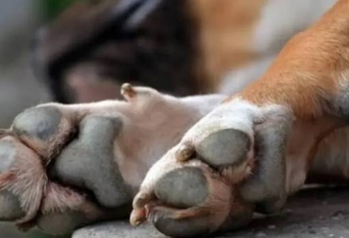 Συνελήφθη άνδρας στη Μάνη για κακομεταχείριση σκύλων