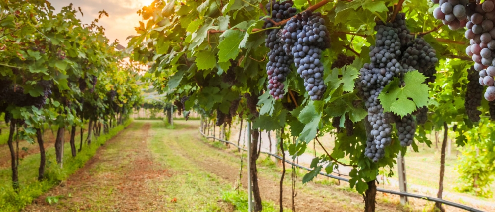 &Epsilon;&Epsilon;: &Sigma;&tau;ή&rho;&iota;&xi;&eta; &sigma;&tau;&omicron;&nu; &alpha;&mu;&pi;&epsilon;&lambda;&omicron;&omicron;&iota;&nu;&iota;&kappa;ό &tau;&omicron;&mu;έ&alpha; &epsilon;&nu;ό&psi;&epsilon;&iota; &tau;&omega;&nu; &nu;έ&omega;&nu; &pi;&rho;&omicron;&kappa;&lambda;ή&sigma;&epsilon;&omega;&nu;
