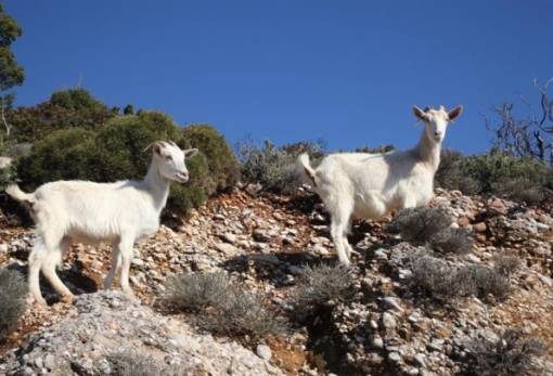Μεμονωμένα τα κρούσματα φυματίωσης σε ζώα στη Λακωνία