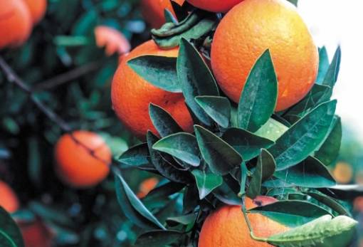 Η μικροκαρπία πλήττει τα πορτοκάλια στον Δ. Μονεμβασίας