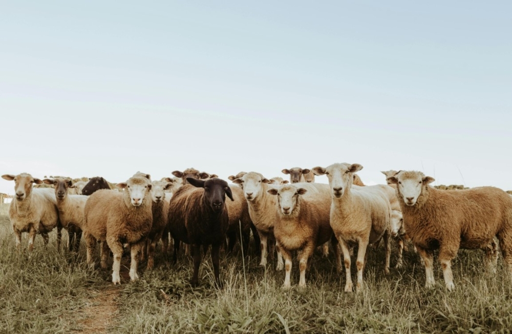 &Alpha;&nu;ά&sigma;&alpha; &gamma;&iota;&alpha; &tau;&omicron;&upsilon;&sigmaf; &kappa;&tau;&eta;&nu;&omicron;&tau;&rho;ό&phi;&omicron;&upsilon;&sigmaf;: &Pi;ά&gamma;&omega;&mu;&alpha; &epsilon;&iota;&sigma;&phi;&omicron;&rho;ώ&nu; &kappa;&alpha;&iota; έ&omega;&sigmaf; 36 &delta;ό&sigma;&epsilon;&iota;&sigmaf; &mu;&epsilon;&tau;ά &tau;&eta; &theta;&alpha;&nu;ά&tau;&omega;&sigma;&eta; &zeta;ώ&omega;&nu;